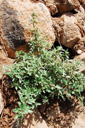 Forsskaolea angustifolia 0034