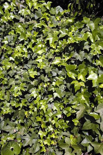 Hedera helix 0022