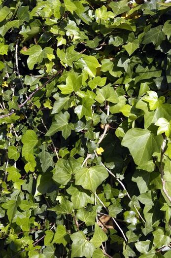 Hedera helix 0050
