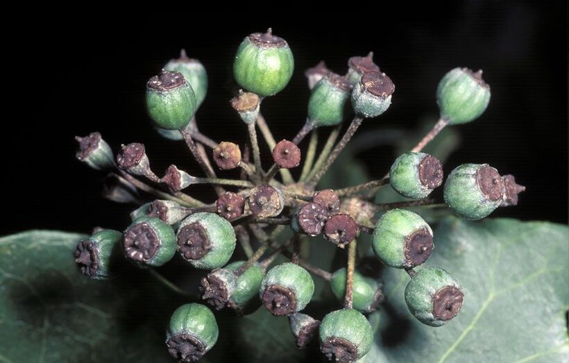 Hedera helix FC03069