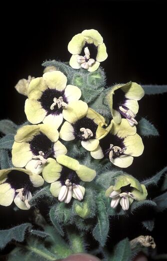 Hyoscyamus albus FC01040