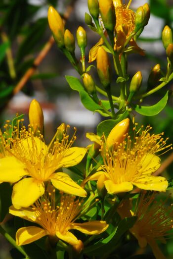 Hypericum canariense 100704 