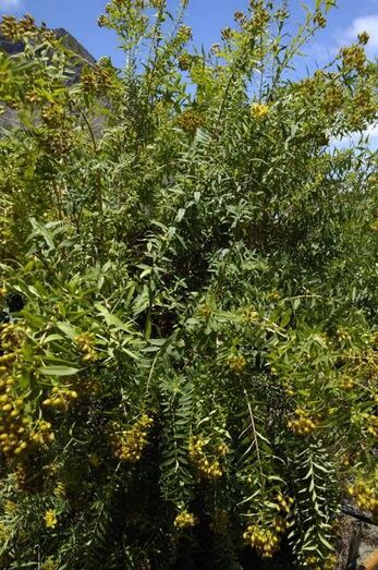 Hypericum canariensis 064