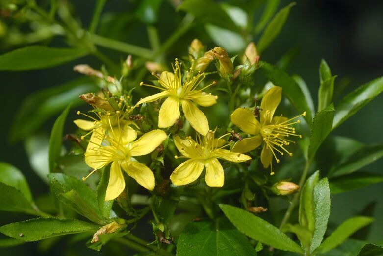Hypericum canariensis 148