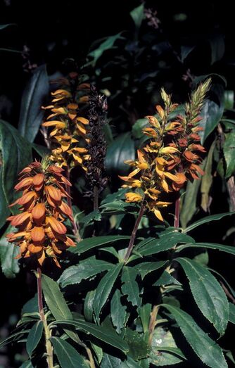 Isoplexis canariensis 397