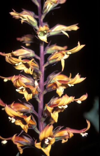 Isoplexis chalcantha FC02483 