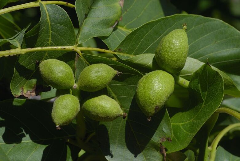 Juglans regia 376