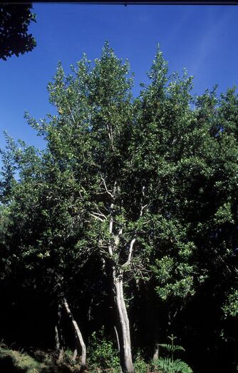 Laurus novocanariensis FC00362