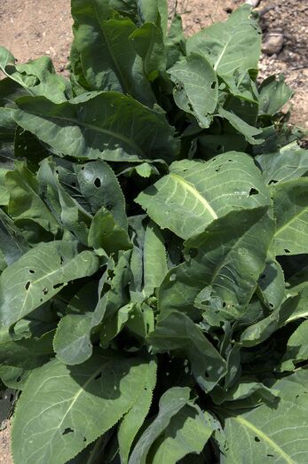 Lepidium latifolium 276