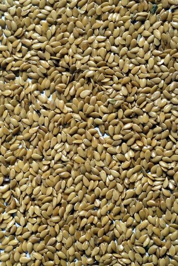 Linum usitatissimum 420