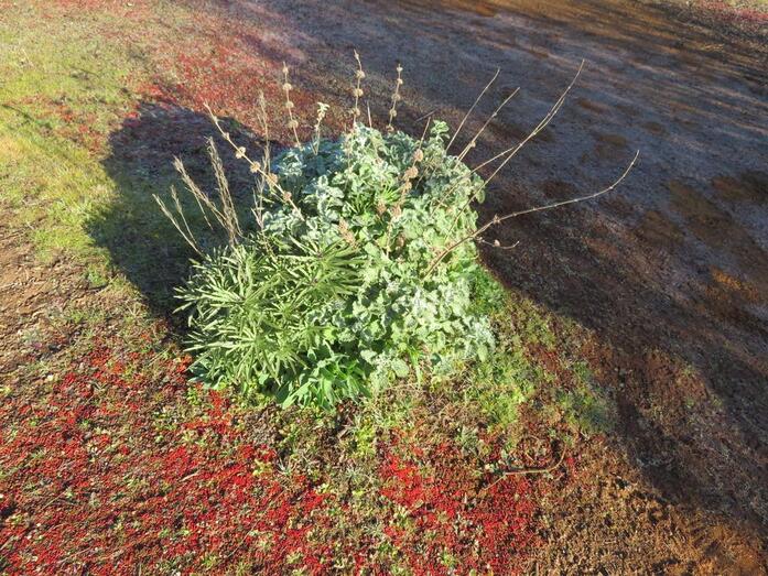 Marrubium vulgare. 5fb0