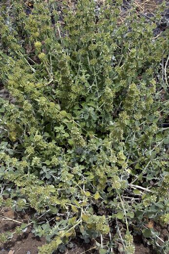 Marrubium vulgare 337