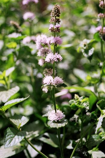 Mentha piperita 09