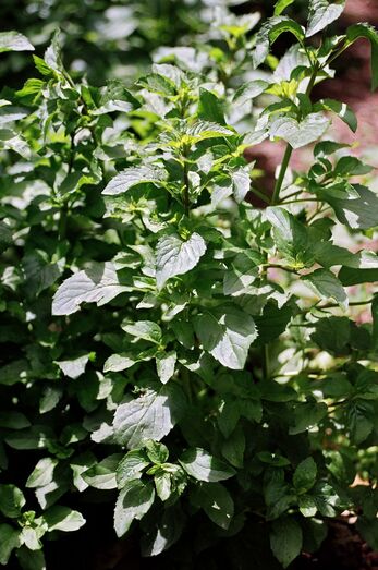 Mentha piperita 11