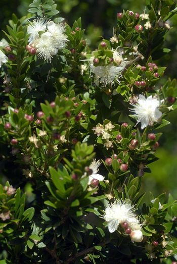 Myrtus communis 252