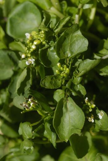 Nasturtium officinale 0361