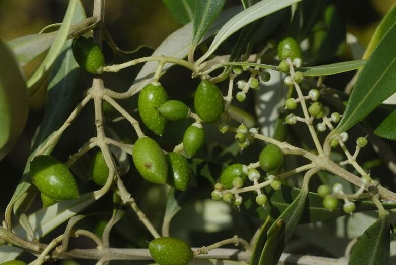Olea europaea cerassiformis 0346