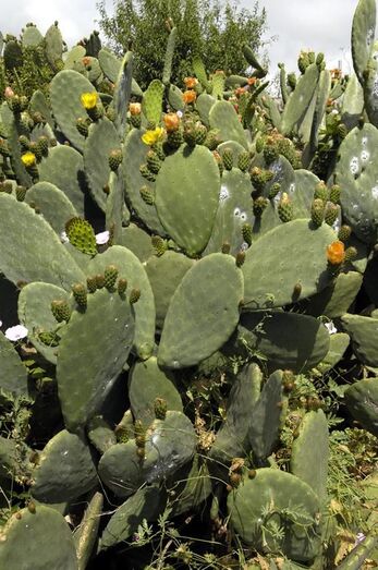 Opuntia ficus indica 0009