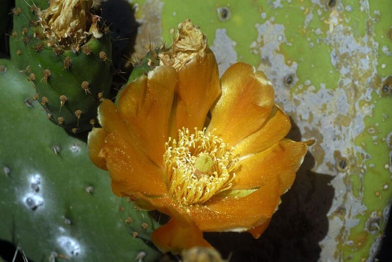 Opuntia ficus indica 465