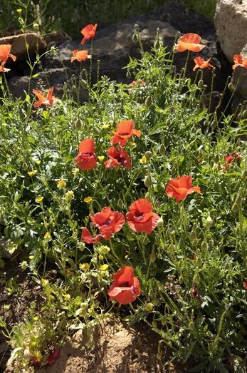 Papaver rhoeas 0002