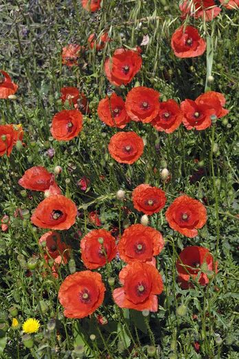 Papaver rhoeas 033