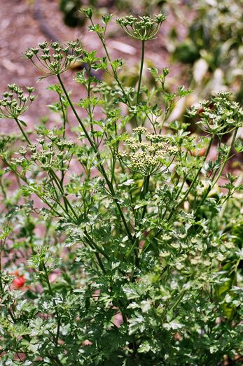 Petroselinum crispum 14