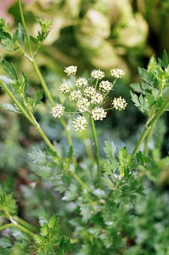 Petroselinum crispum 54