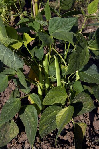 Phaseolus vulgaris 248