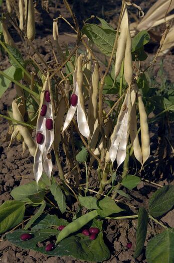 Phaseolus vulgaris 458