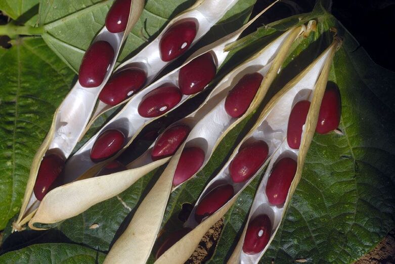 Phaseolus vulgaris 462
