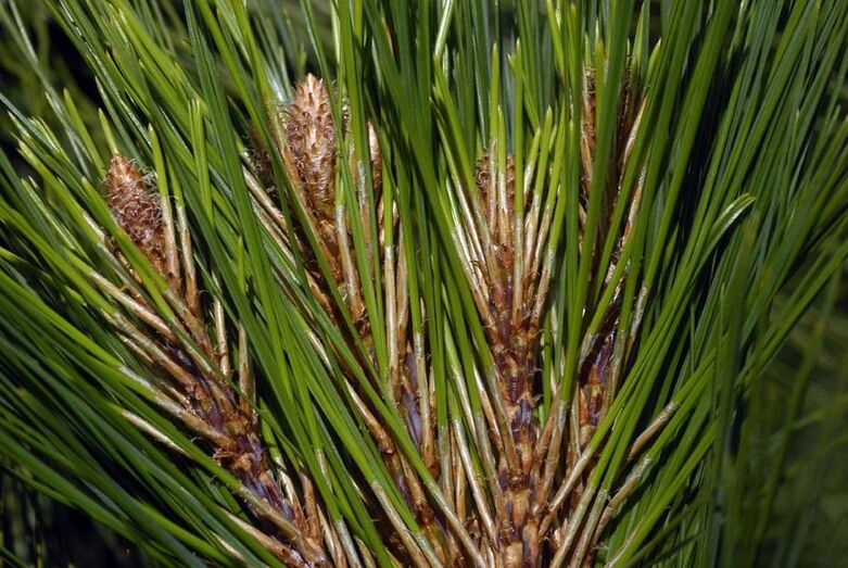 Pinus canariensis 366