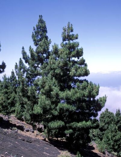 Pinus canariensis FC02856