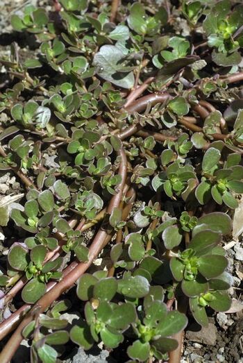 Portulaca oleracea 099