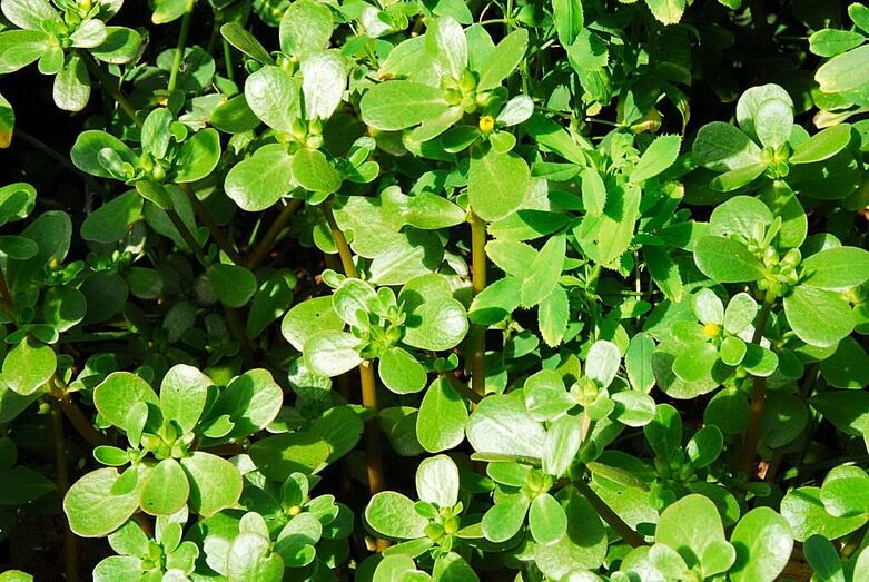 Portulaca oleraceae 80720