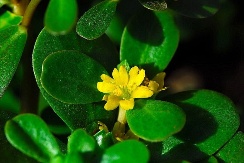 Portulaca oleraceae 80733