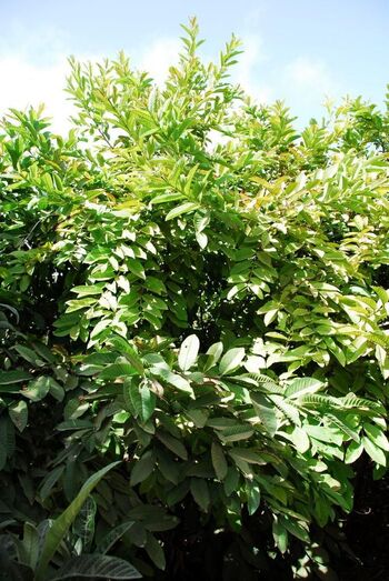 Psidium guajaba 0032