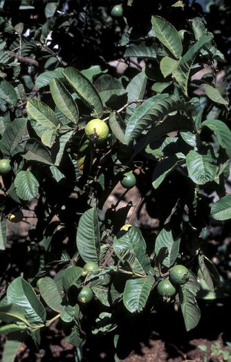 Psidium guajaba FC02234