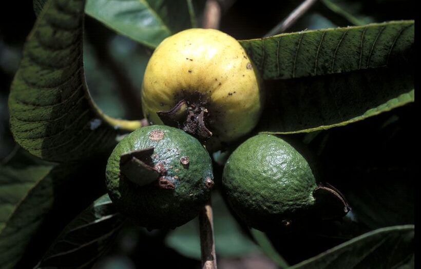 Psidium guajaba FC02235