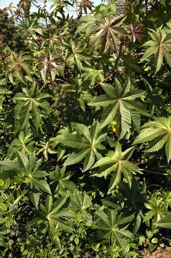 Ricinus communis 0012