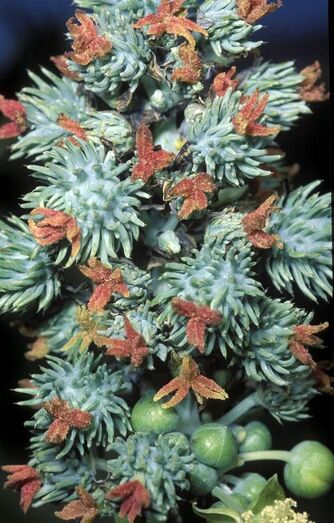 Ricunus communis FC02644