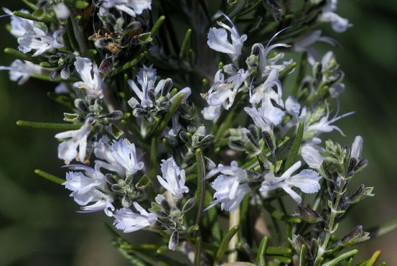 Rosmarinus officinalis 274