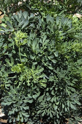 Ruta graveolens 281