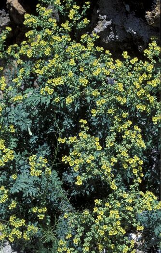 Ruta pinnata FC02462