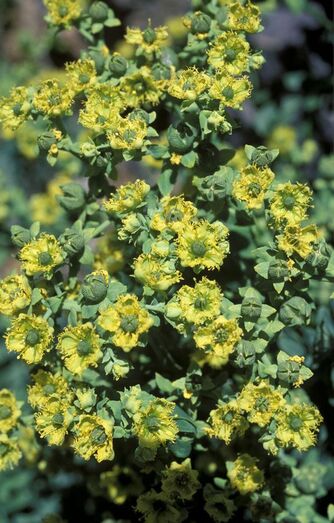 Ruta pinnata FC02463