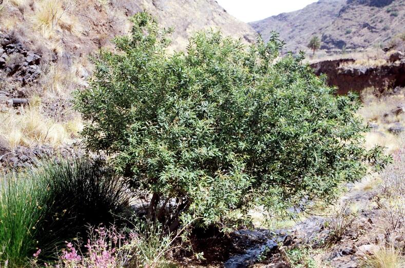 Salix canariensis 28