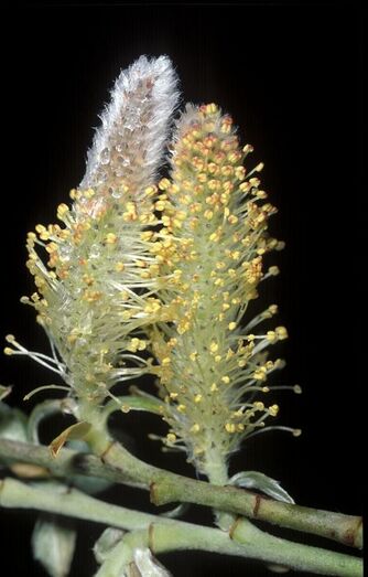 Salix canariensis FC01254