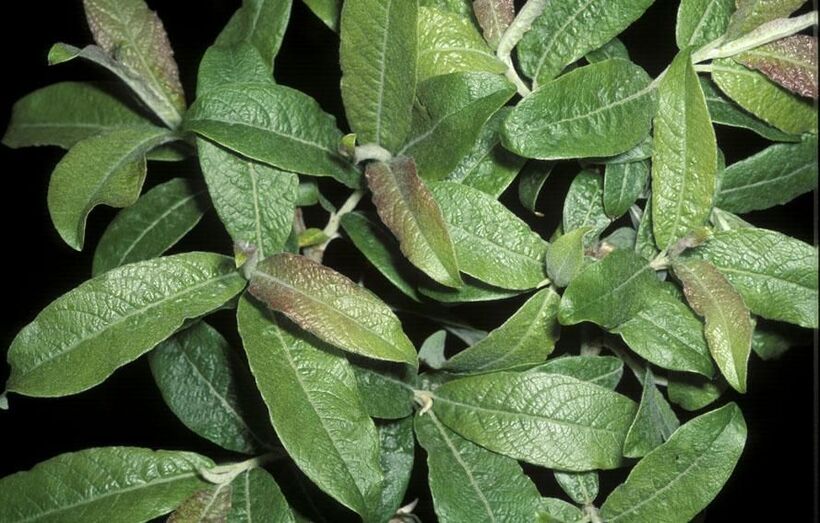 Salix canariensis FC01256