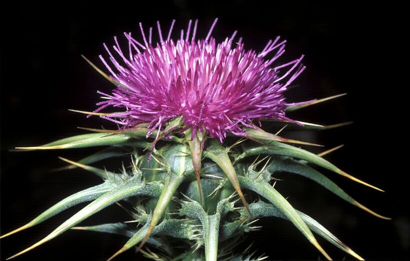 Silybum marianum FC01548