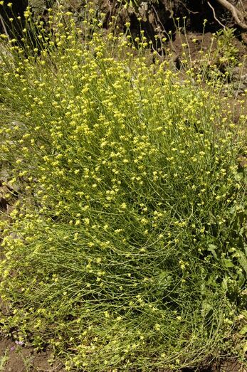 Sisymbrium officinale 0042