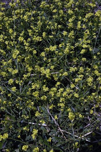 Sisymbrium officinale 041